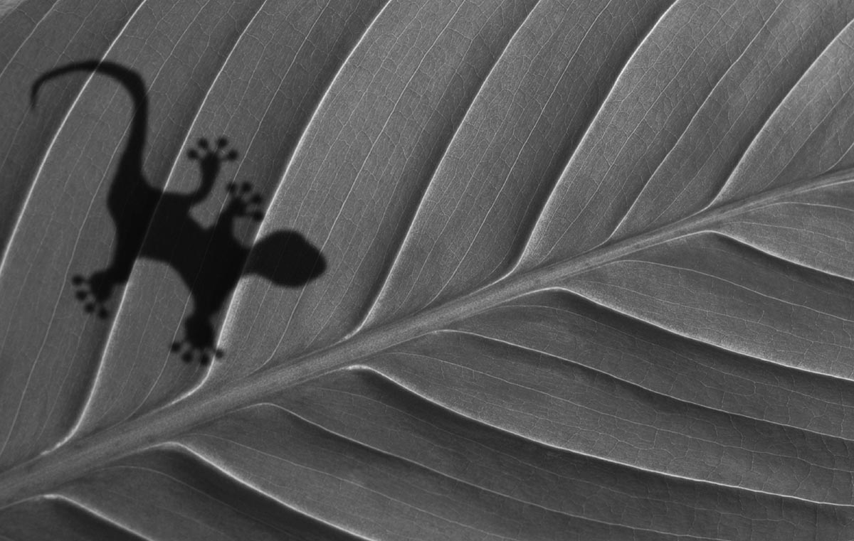 Nachhaltiges Webdesign Berlin - Paul Vetter - Foto zeigt einen Gecko auf einem Palmenblatt